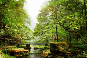 Scenic view of bridge over river among beautiful green woods in the Zhangjiajie National Forest Park, Hunan Province, China. Amazing summer landscape.