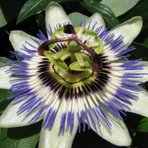 Compassionate Inquiry en Acupunctuur