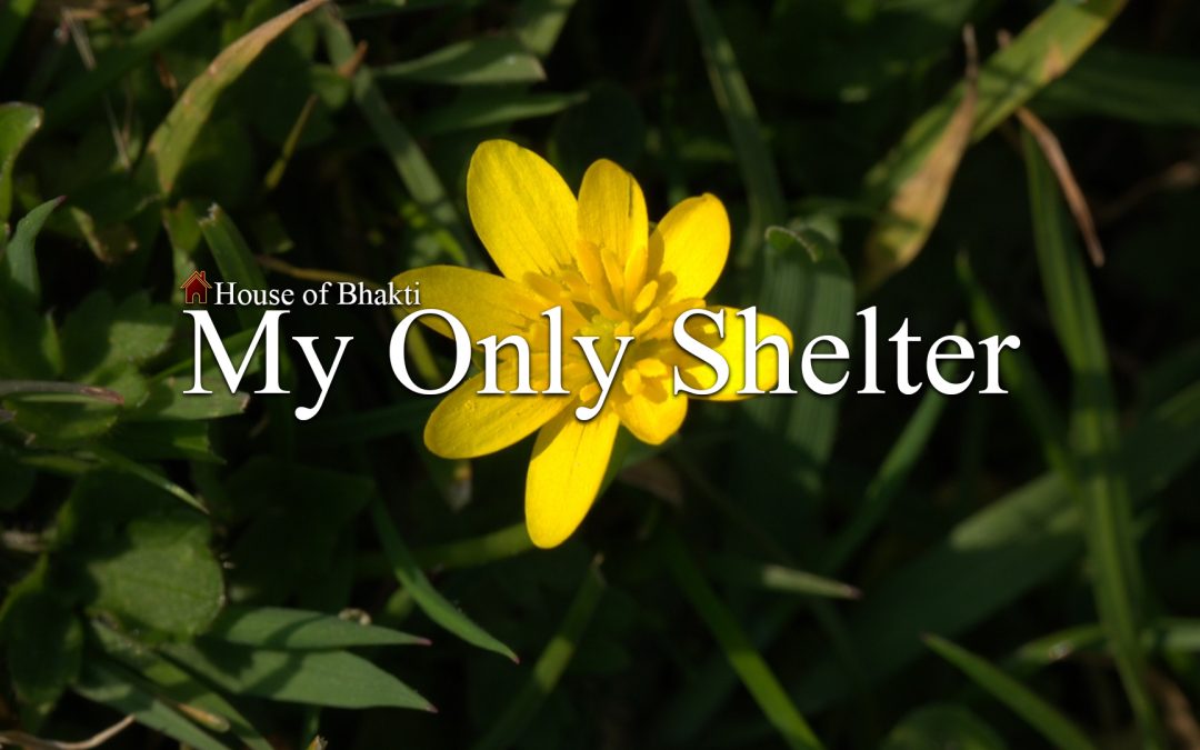 My Only Shelter