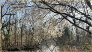 Lente
